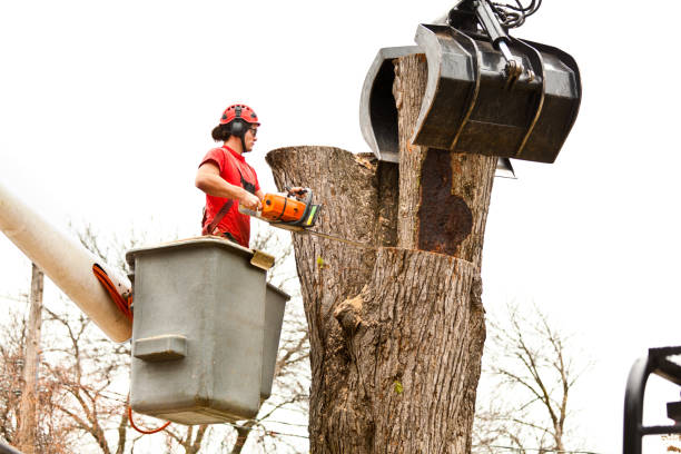 Huxley, IA Tree Services Company